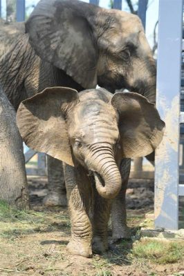 題目：武漢動物園怎麼去_「武漢動物園的動物們是否會因為遊客的多寡而調整作息時間呢？」